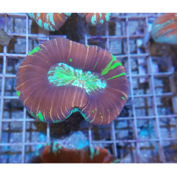 Trachyphyllia